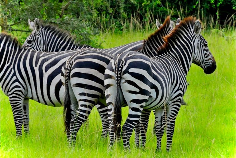 Zebras in Lake Mburo NP