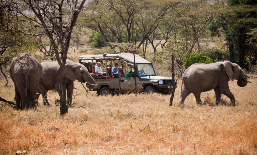 African Safari