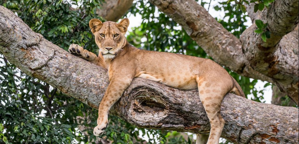 Queen Elizabeth National Park