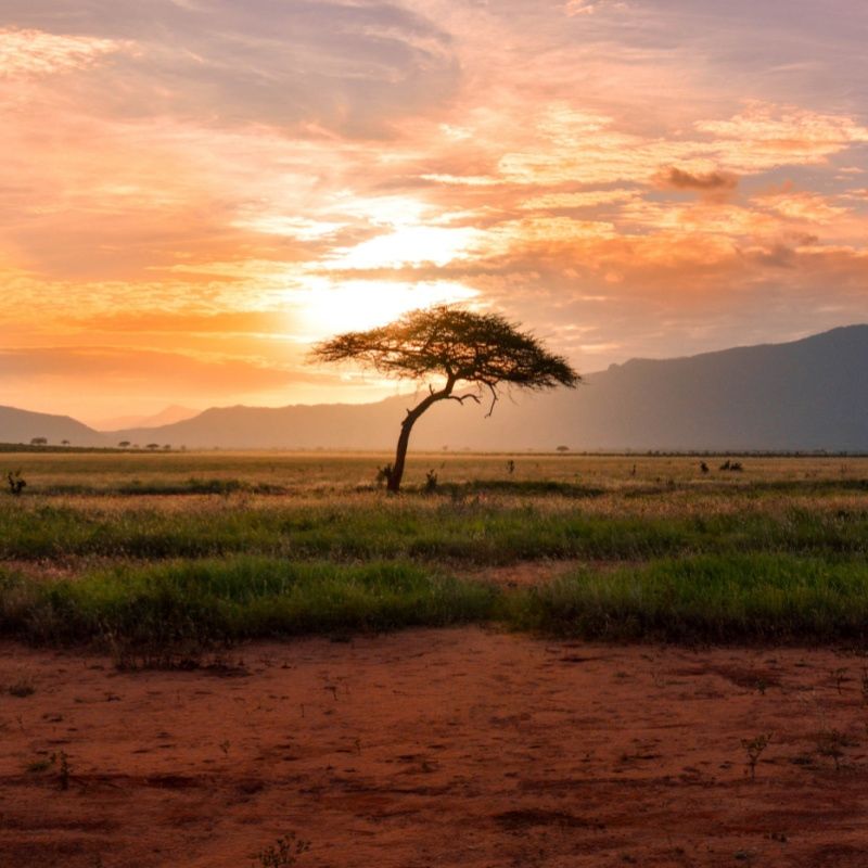 Tsavo NP