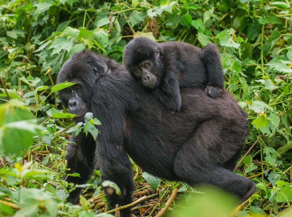 Gorilla trekking in Uganda