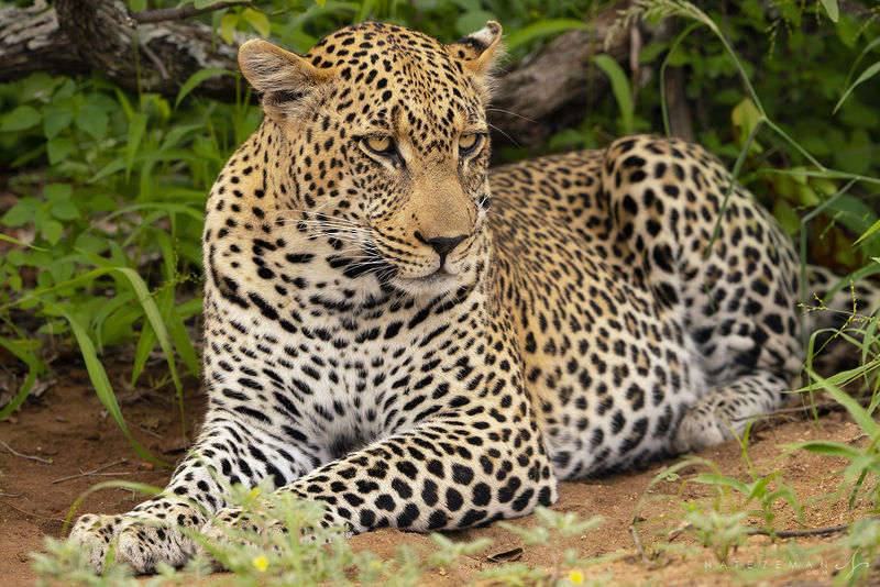 African Leopard