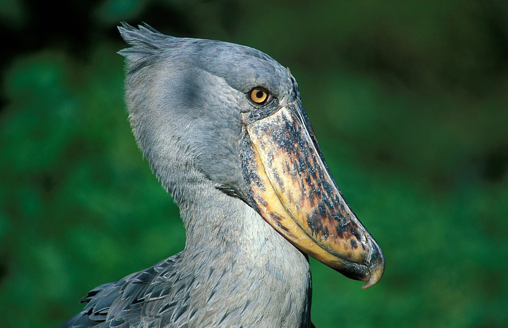 The rare Shoebill