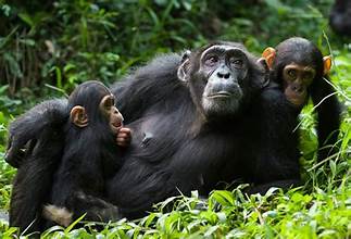 Chimpanzee trekking