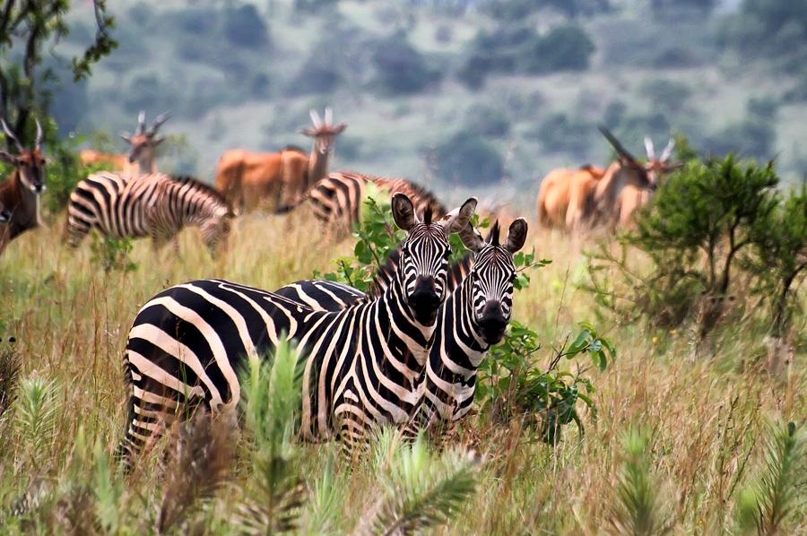 Lake Mburo National Park