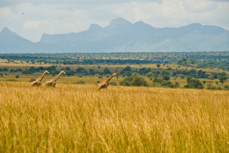 Kidepo Valley National Park