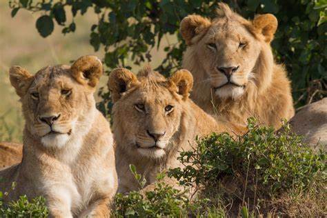 Masai Mara