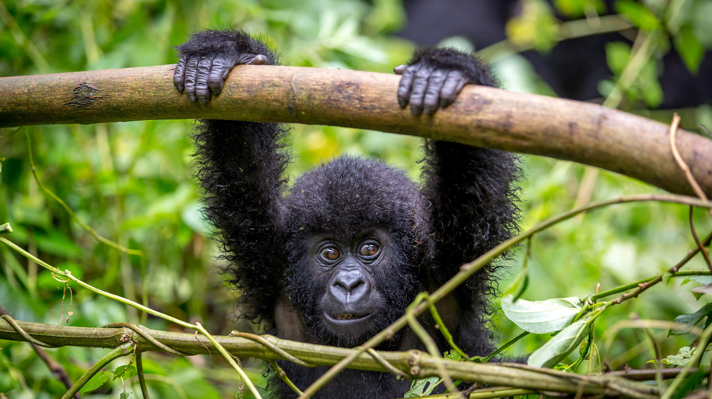 Rwanda Gorillas