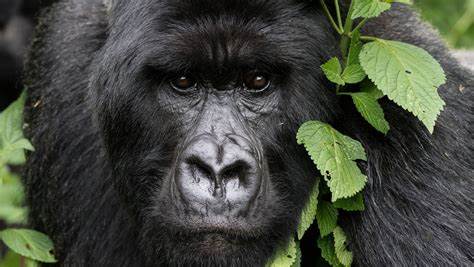 Rwanda Gorilla Trekking