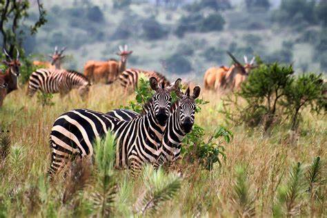 Rwanda wildlife