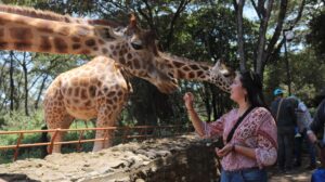 giraffe centre