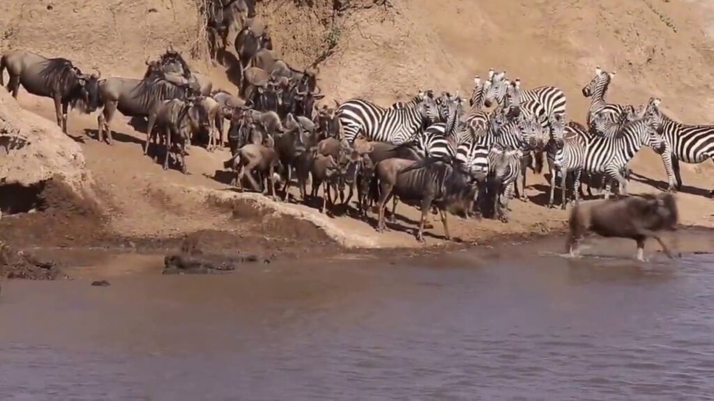 masai mara