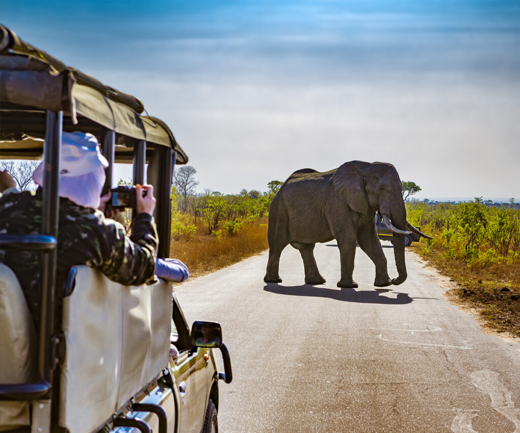 African safari