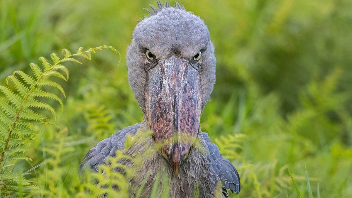 shoebill stork