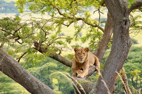 tree climbing lions