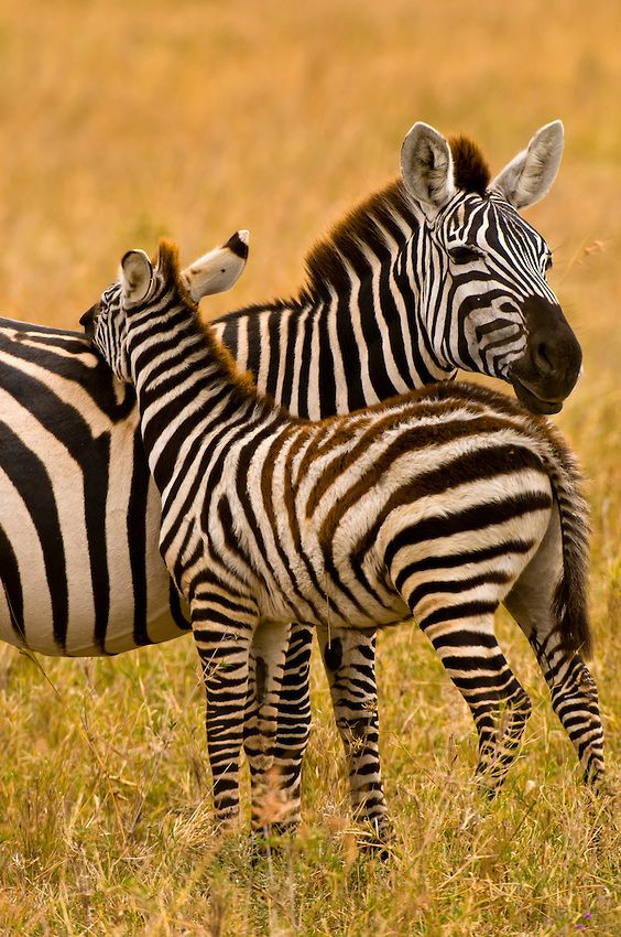 zebras