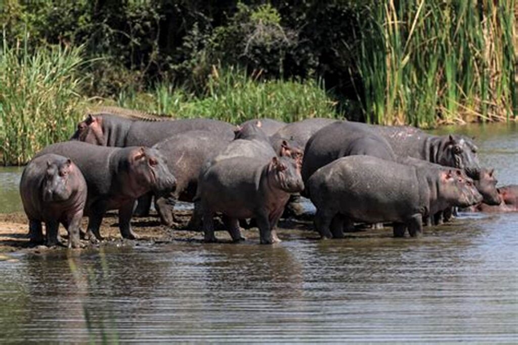 hippos