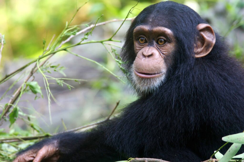 chimpanzee